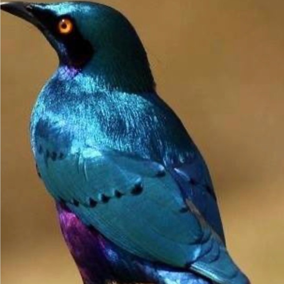 Meet your Posher, Erica - Picture 4 of 15